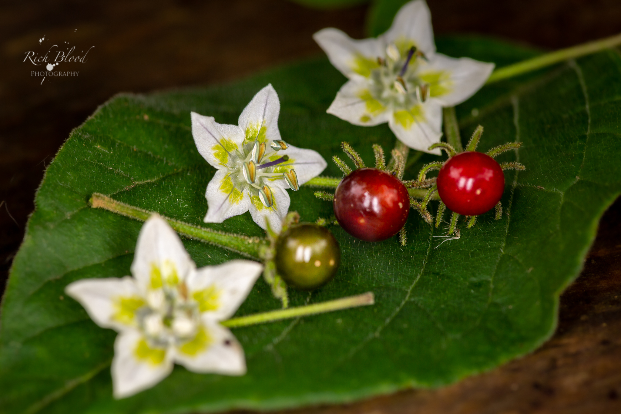 Capsicum eshbaughii flower close-up