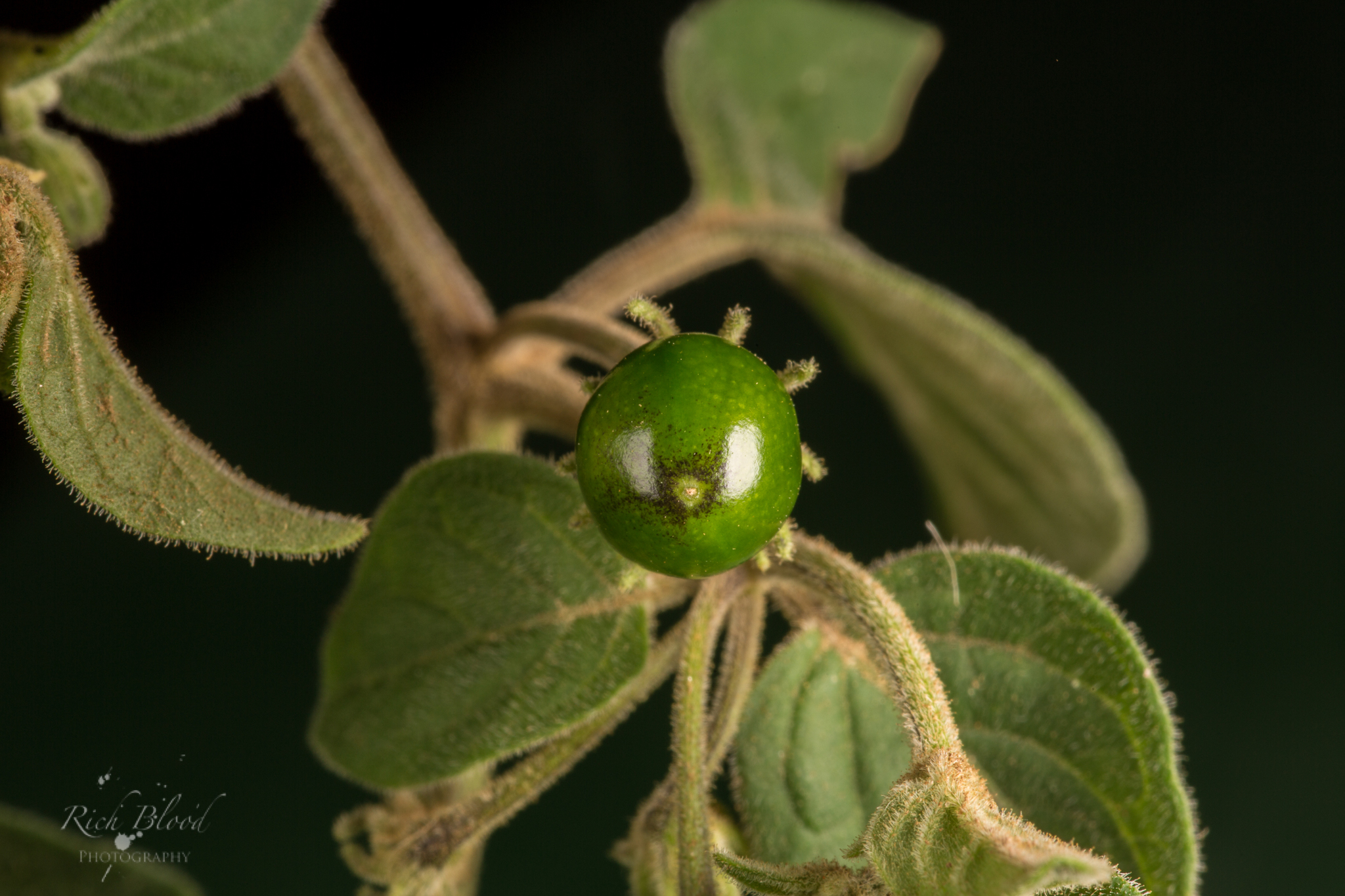 Unripe green fruit of Capsicum eshbaughii