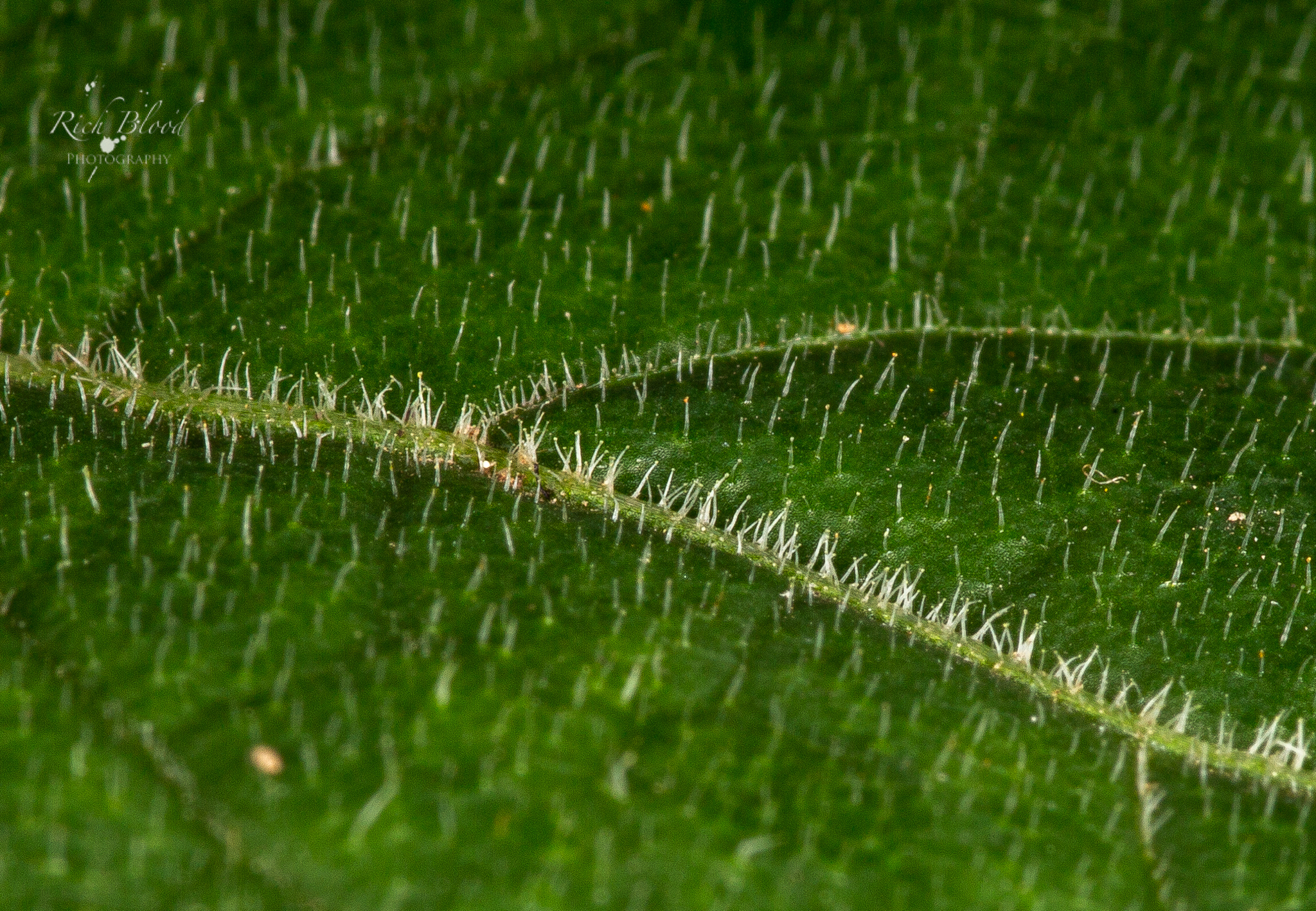 Capsicum eshbaughii growing in habitat