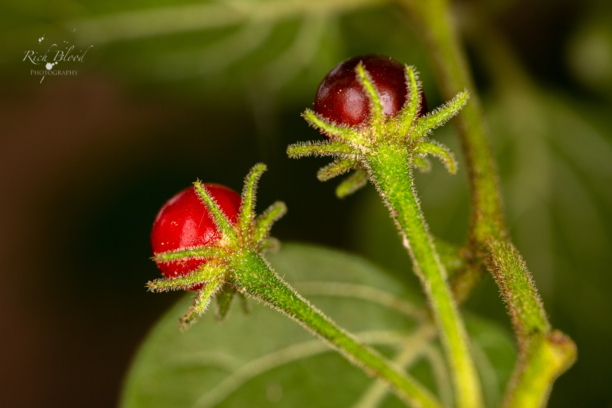 Ripe red fruit of Capsicum eshbaughii