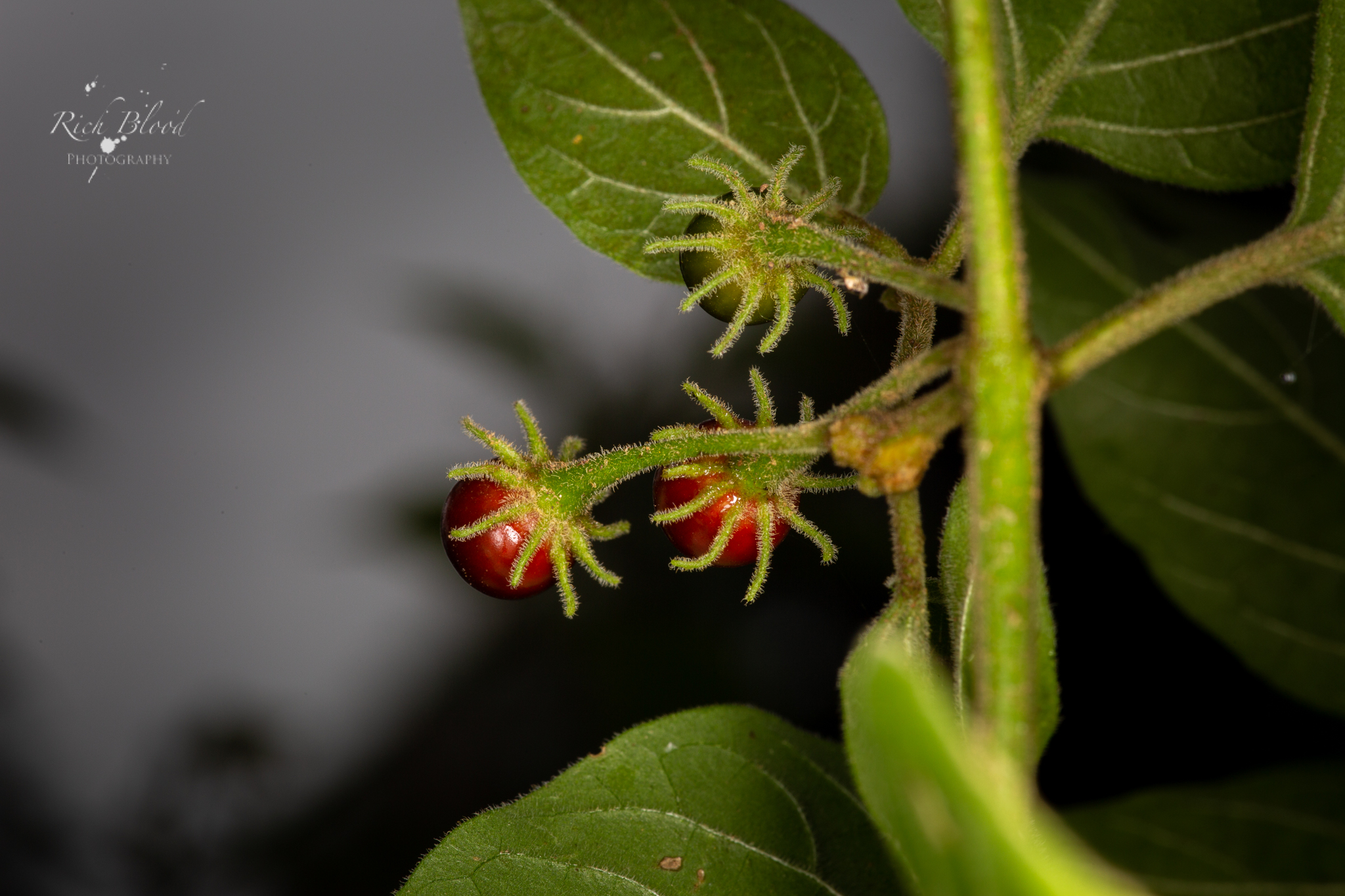 Capsicum eshbaughii flower and calyx detail