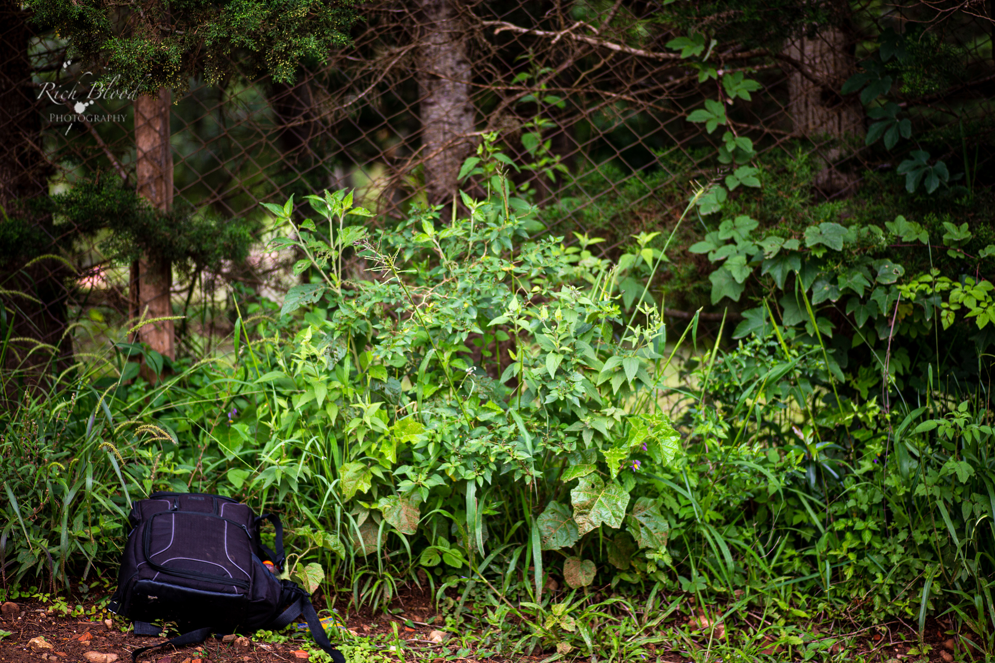 Capsicum eshbaughii in roadside habitat