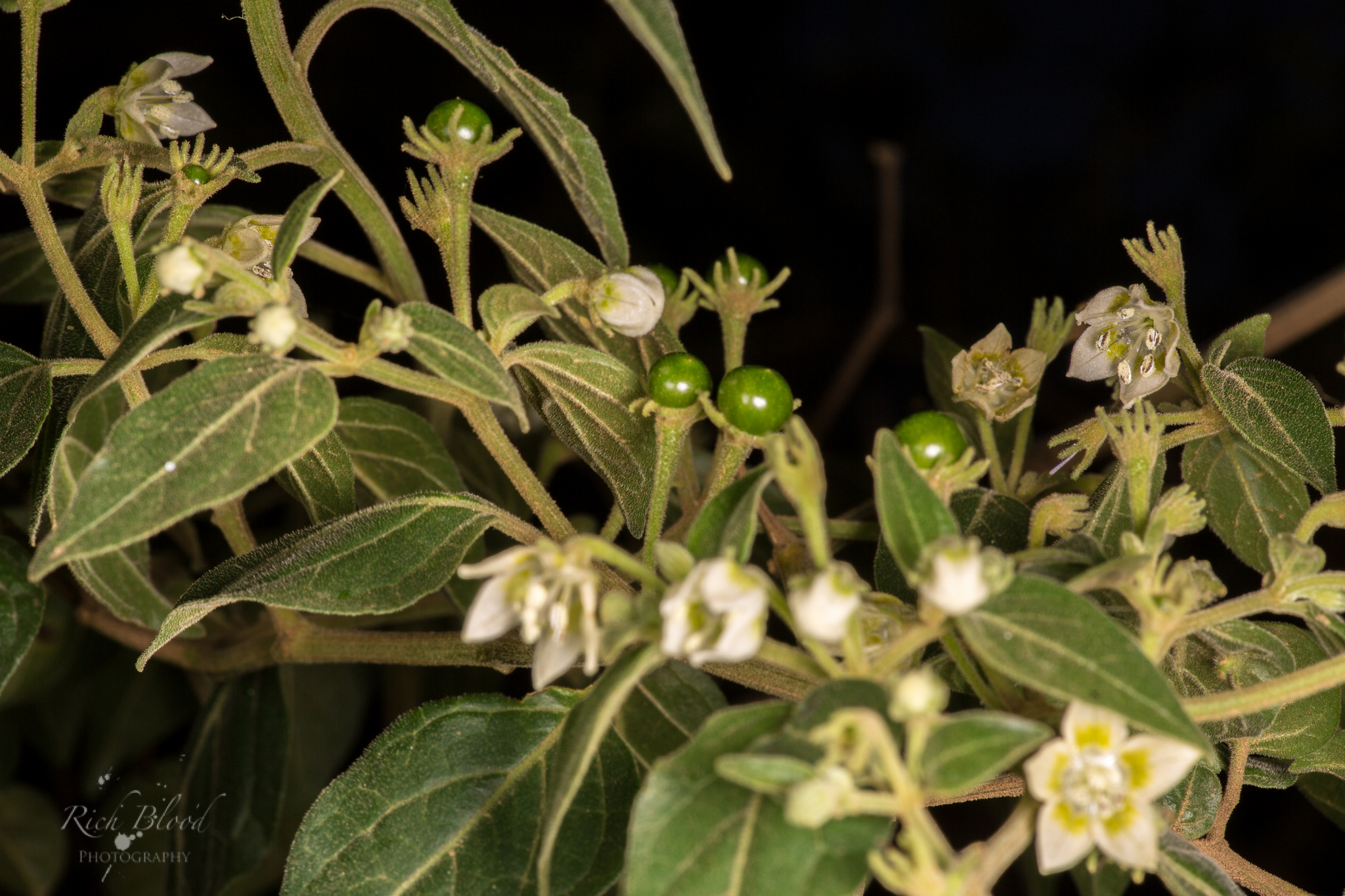Capsicum eshbaughii plant habit